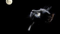 Moon cats