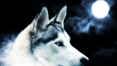 Moon Dogs Wolves