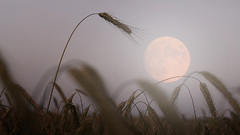 Moon grass