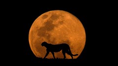 Moon silhouettes cheetahs