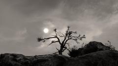 Moon Trees monochrome