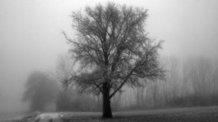 More like This baum nebel einsamer hintergrundbild