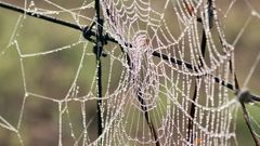Morning dew on spider