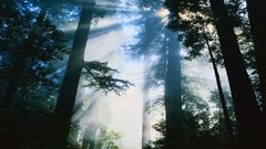 Morning light nature