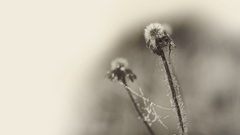 Morning wp by alexever