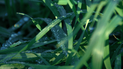 Morningbreeze by skorpion and