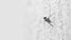 Mosquito insects insect