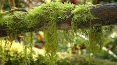 Moss