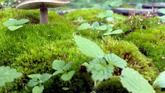 Moss
