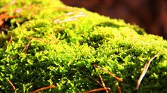 Moss