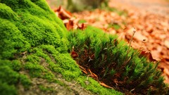 Moss