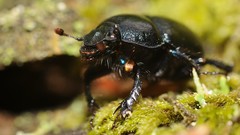 Moss beetle