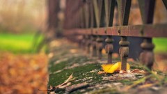 Moss fences depth of field