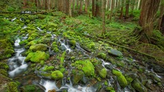 Moss forests