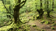 Moss forests