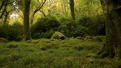 Moss forests