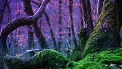 Moss forests