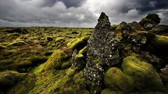 Moss high Resolution