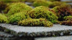 Moss macro