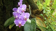 Moss Orchids
