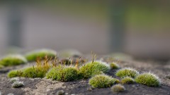 Moss Plants