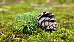 Moss Plants pinecones