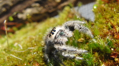 Moss spiders jumping spider