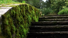 Moss stairways