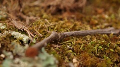 Moss stick
