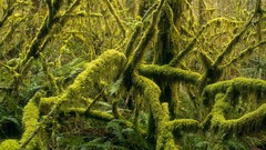 Moss Washington falls Parks Rainforest