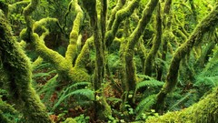 Moss Washington vines forests
