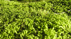 Moss wide Green color