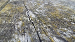 Moss Wood wood texture