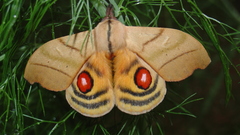 Moth Butterflies