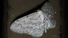 Mothman impalement scary artwork