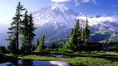 Mountain forest snow winter