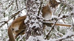 Mountain lion ) With