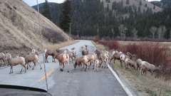 Mountain sheep high nature