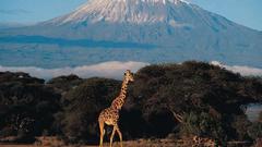 Mountains Africa Giraffes nature