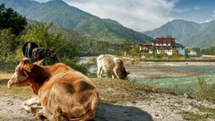 Mountains architecture Cows Temples Bhutan