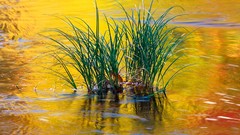 Mountains autumn Green reflections National