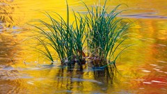 Mountains autumn Green reflections vermont forests National