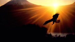 Mountains Birds Alaska sunlight