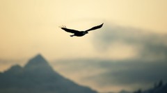 Mountains Birds aviation flying Eagles skies