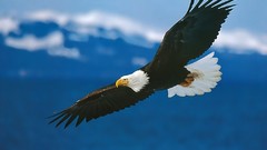 Mountains Birds Eagles