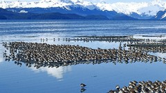 Mountains Birds lakes