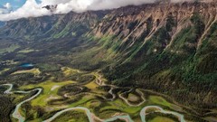 Mountains brown toad