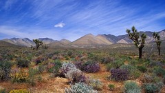 Mountains California bloom skyscapes deserts