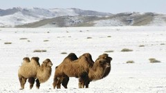 Mountains Camels altai