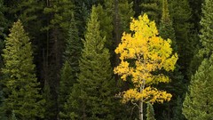 Mountains Colorado Aspen forests